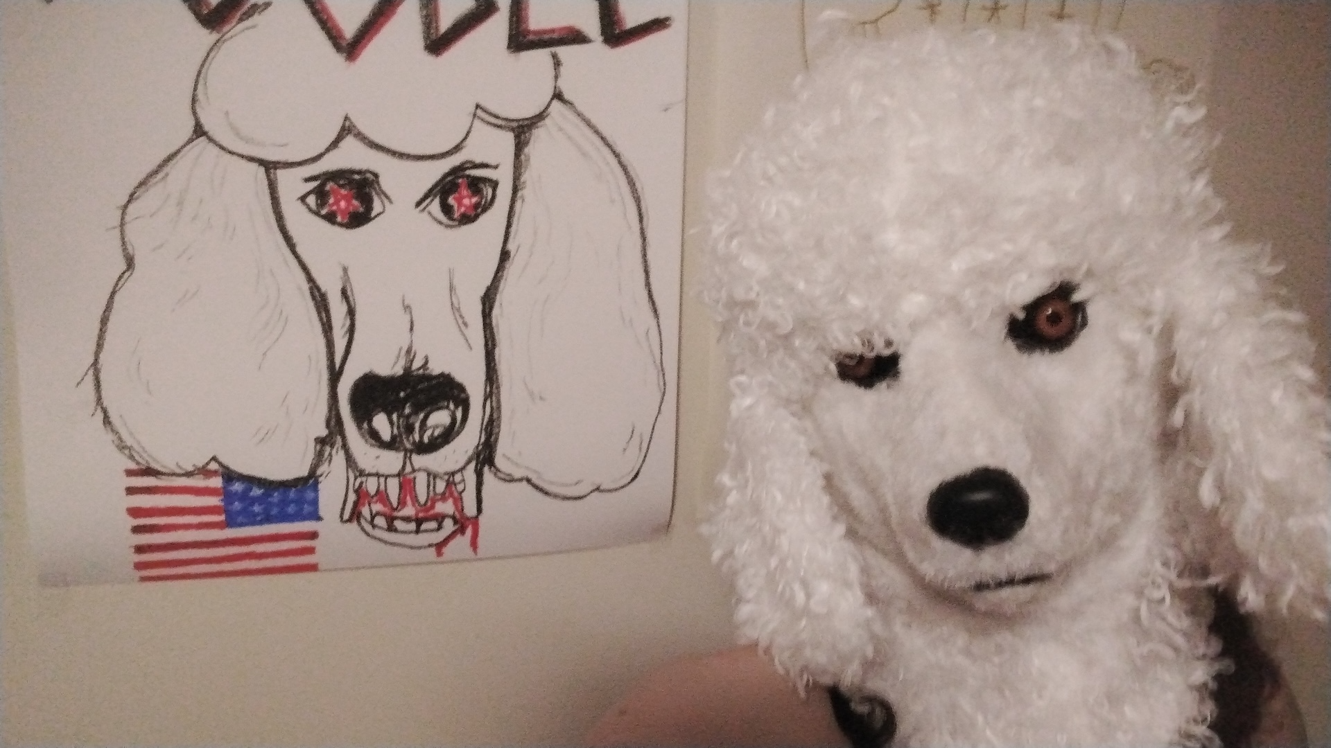 BLOOD POODLE / Minë Poodle